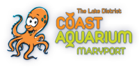 Lake District Coast Aquarium