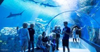 Den Blå Planet, National Aquarium Denmark