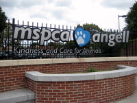 Angell Animal Medical Center - WNE