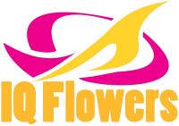 Iq flowers