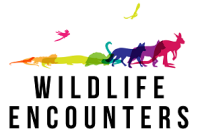 Wildlife encounters