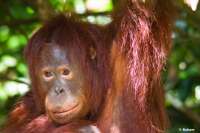 Orang-utans in not e.v. / orangutans in peril